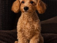 6 Aylık Boy Garantili 2900 Gram Poodle