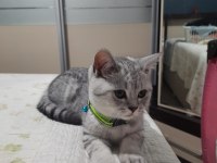 Aşıları tam ve kısırlaştırılmış british shorthair