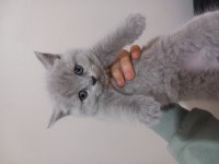 Orijinal bakımlı minik british shorthair dostlar 48 günlük