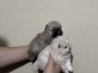 Pomeranian Boo Mikro Dişi Prenses