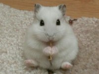 HAMSTER-GONZALES YAVRULARI HERYERE GÖNDERİM