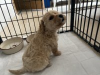 Maltipoo yavru köpeğimiz