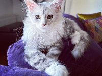 Safkan maine coon bebekler