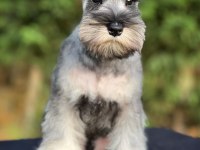 FCI şecereli Miniature SCHNAUZER