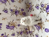 İran Chinchilla Yavrular