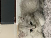 9 aylık oyuncu british longhair oğlumuz