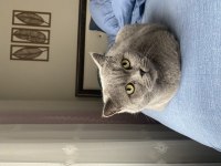 British shorthair 1,5 yaşında