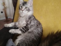 Üst kaliteli erkek silver renk uygun maine coon
