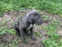 Has cane corso erkek yavru