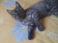 British shorthair yavru