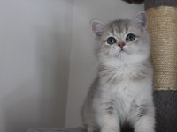 AY11 Erkek British Shorthair Blue Golden
