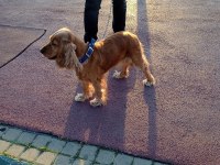 English cocker sahiplendirilmektedir