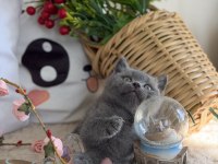 British shorthair iki aylık