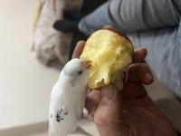 Konuşan muhabbet kuşu