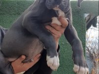 Great Dane ( Danua A Secereli )