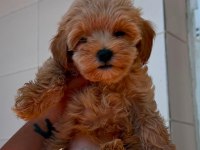 Maltipoo bebekler