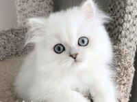 BRİTİSH LONGHAİR BEBEKLER