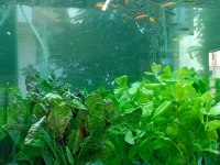 Gardenya petshop tum canlı doguran cesıtleri magazamızda