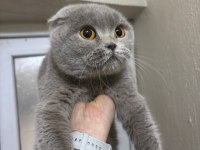 Ücretli Scottish Fold Sahiplendirme İlanı
