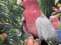Evcil Gallah Rose Kakadu
