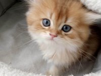 Safkan British Longhair Bebekler