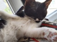 Çekingen kedidir ama sevdimi tam seviyor