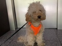 1,5 yaşında saf kan erkek toy poodle