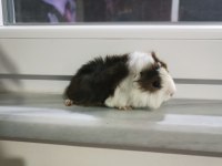 Yavru peruvan guinea pig