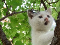 Kedimiz Zeyno yeni ailesini arıyor