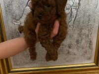 Toy poodle bebekler orijinal