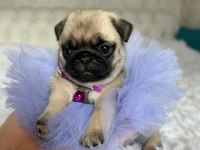 A kalite pug mops puppies eğitimli