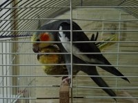 Sultan Papağanı Çift