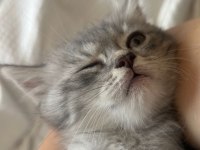 Gri Yavru Cins Kedi