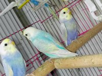 Forpus House farkıyla Bebek Rainbow muhabbet kuşları