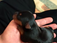 Safkan A kalite 0 numara minyatür pinscher