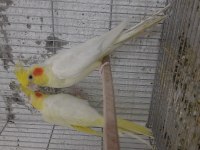 Yavru veren garanti takım sultan papağanı