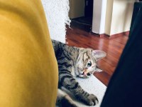 Tatlı Tekir Kedimiz Barınağa Gitmesin