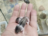 Gonzalez Özel Renk Hamster