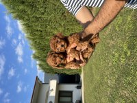 Toy poodle minyatür 0 numara