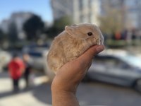 ORJİNAL BEBEK CÜCELER HAZIR