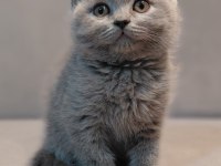 British shorthair erkek yavrumuz