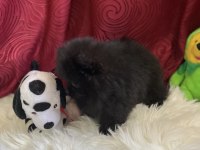 Teacup garantili black tan pomeranian