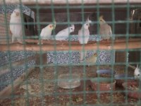 Albino, lutino, pied sultan papağanı yavruları