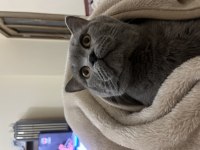 Erkek British Shorthair