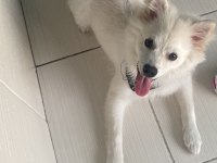 Japon spitz 5 aylık