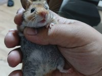 ELE ALIŞIK HAMSTER YAVRULAR