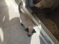 Süte yeni düşmüş kırık kuyruk siyam yavruları