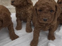 Güzelliğiyle Büyüleyen Red Brown Toy Poodle