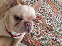 French bulldog köpeğimize bir bakın derim