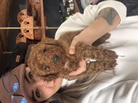 Herkesin hayali toy poodle bu kadar yakın olmamıştı